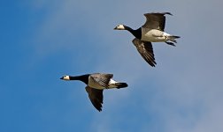 DSC_9345.jpg