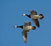 DSC_9346.jpg