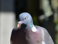 DSC_0106_zpsghutpqrh.jpg