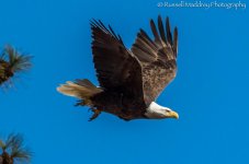 DSC_0136.jpg