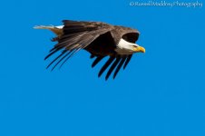DSC_0137.jpg
