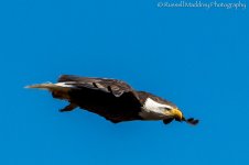 DSC_0138.jpg