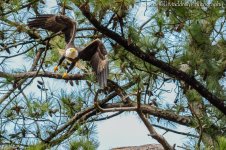 DSC_0323.jpg
