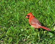 Cardinal.jpg