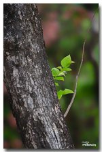 leaves.jpg