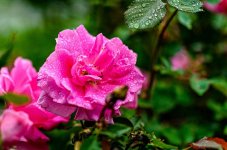 SPRING 2015-1.jpg