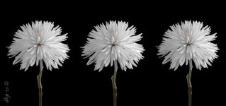 3 flower stitch-2.jpg