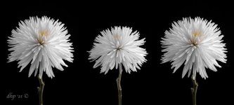 3 flower stitch 2.jpg