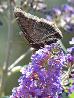 Butterfly.jpg