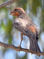Finch9.jpg