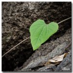 hear-leaf.jpg