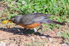 20150429-DSC_6435.jpg