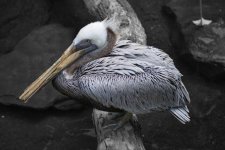 Pelican Selective.jpg