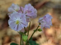 WhiteFlower_2015-04-29.jpg