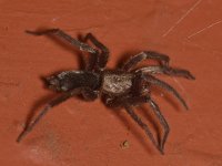 Spider.jpg