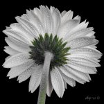 DAH_6395-2.jpg