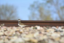 _DSC5109.jpg