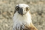 15B_1803#2_webshot.jpg
