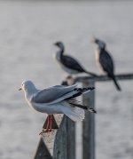 untitled-1-108.jpg
