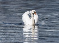 Swan 2.jpg