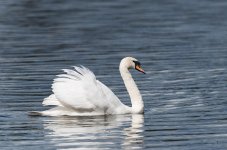 Swan 3.jpg
