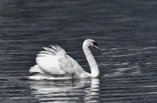 Swan 3 B&W.jpg