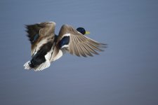 20150430-DSC_7057.jpg