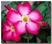 red-flower-ype-1.jpg