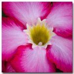 red-flower-ype-2.jpg