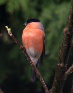 DSC_053772.jpg