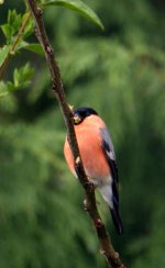 DSC_054114.jpg