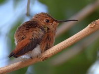 Hummer5.jpg