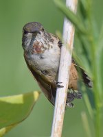 Hummer10.jpg