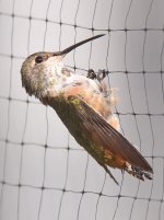 Hummer12.jpg