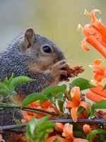 Squirrel2.jpg