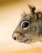 Scrappy Squirrel.jpg