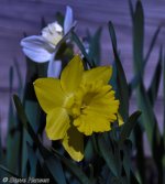 _DSC9274.jpg