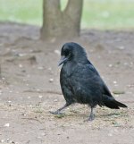 DSC_9367.jpg