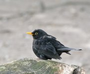 DSC_9482.jpg