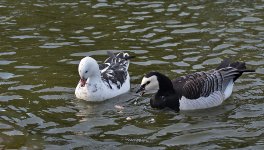 DSC_9436.jpg