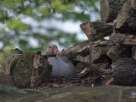 DSC_9470.jpg
