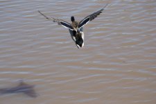 20150429-DSC_6410.jpg
