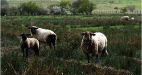 Elliot-sheep.jpg