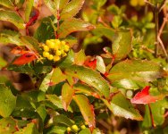 Oregon Grape.jpg