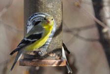 Warbler1.jpg