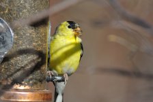 Warbler3.jpg