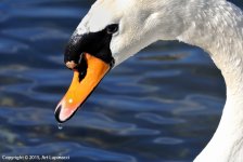 Swan_05.jpg