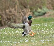 DSC_9537.jpg