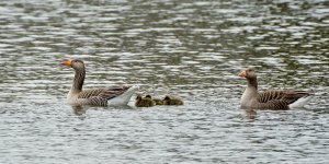 DSC_9527.jpg