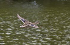 DSC_9568.jpg